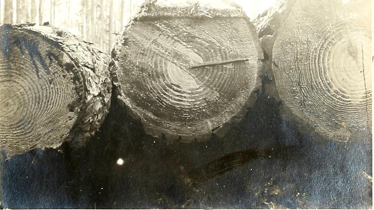 The Little Lumberjack story art The Little Lumberjack story art